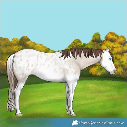Horse Color:Bay Roan Dun Splash Appaloosa Rabicano 