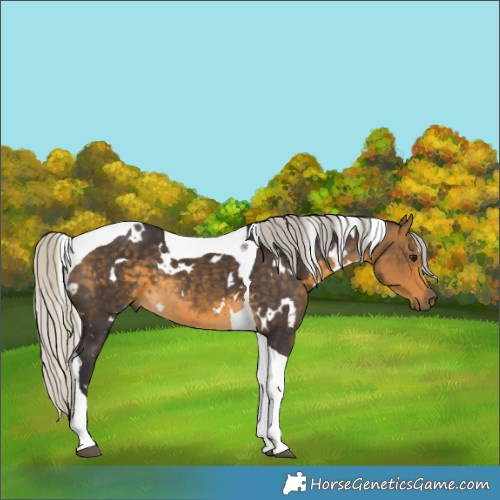 Horse Color:White Spotted Silver Buckskin Tobiano 