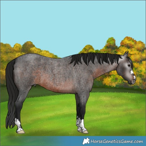 Horse Color:Gray Brown Roan 