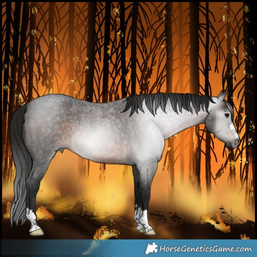Horse Color:Gray Brown Roan 