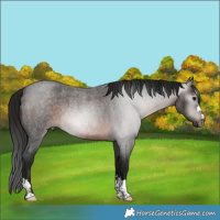 Horse Color:Gray Brown Roan