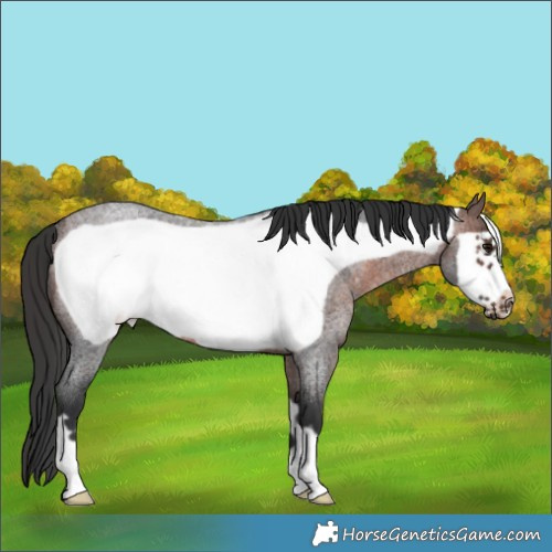 Horse Color:Brown Roan Frame Rabicano 