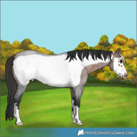 Horse Color:Brown Roan Frame Rabicano 