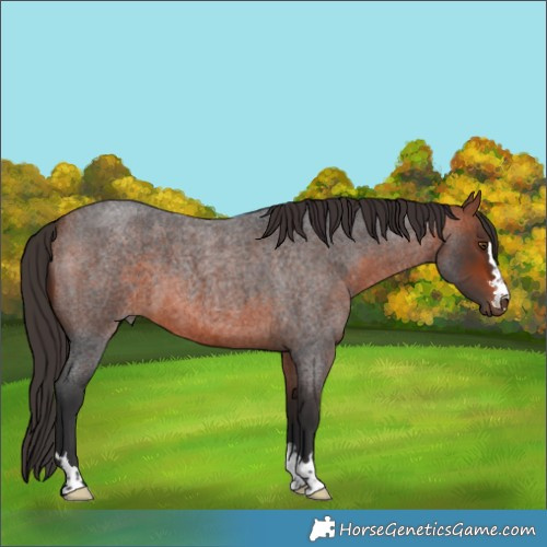 Horse Color:Bay Roan 