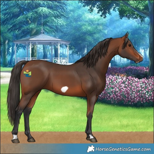 Horse Color:Bay Frame 