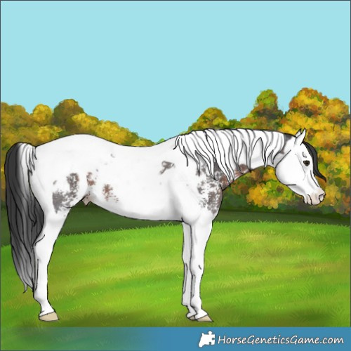 Horse Color:Brown Sabino Splash Tobiano Blanket 