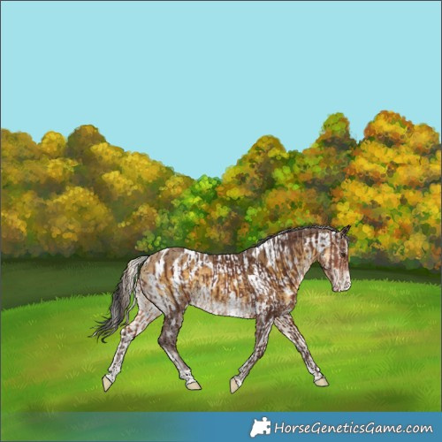 Horse Color:Silver Brown Appaloosa  and Gray Sable Cream Champagne Onyx Merle Appaloosa 