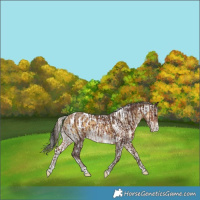 Horse Color:Silver Brown Varnish and Gray Sable Cream Champagne Onyx Merle Near Leopard
