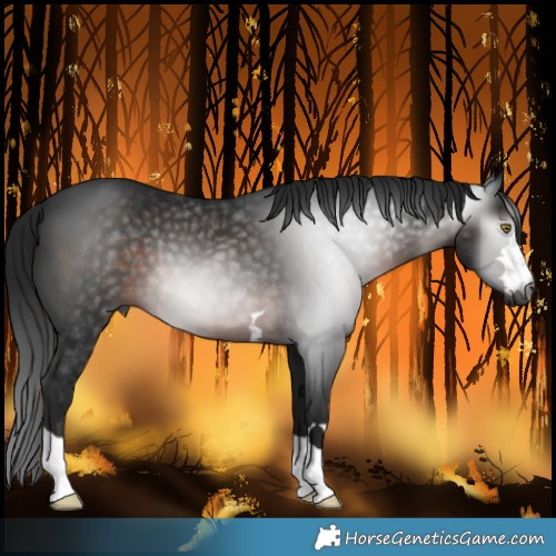 Horse Color:Gray Brown 