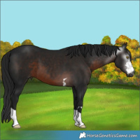 Horse Color:Gray Brown 