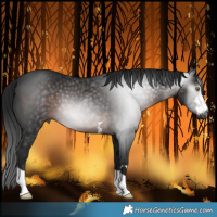 Horse Color:Gray Brown