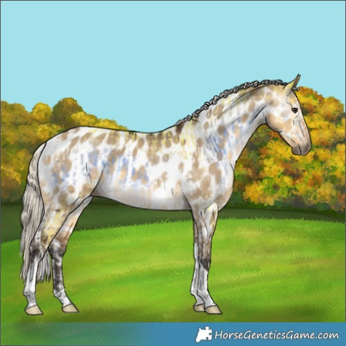 Horse Color:Gray Watercolor Liver Red Onyx Splash Tobiano Appaloosa  and Silver Buckskin Dun Tobiano Appaloosa 