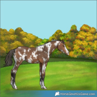 Horse Color:White Spotted Bay