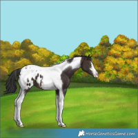 Horse Color:Brown Tobiano Blanket