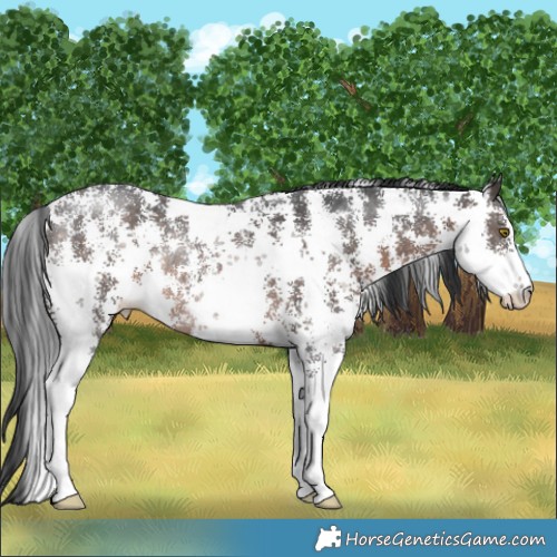 Horse Color:Brown Sabino Rabicano 