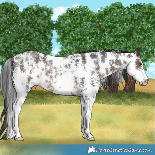 Horse Color:Brown Sabino Rabicano 