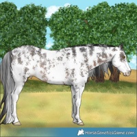 Horse Color:Brown Sabino Rabicano 