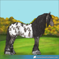 Horse Color:White Spotted Smoky Grullo Appaloosa Brindle