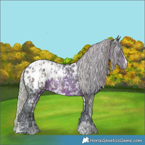 Horse Color:Silver Black Appaloosa and Watercolor White Spotted Silver Brown Appaloosa