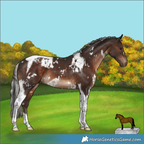 Horse Color:Brown Tobiano Appaloosa Rabicano and White Spotted Silver Brown Tobiano