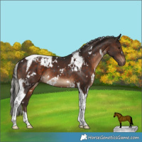 Horse Color:Brown Tobiano Varnish Rabicano and White Spotted Silver Brown Tobiano