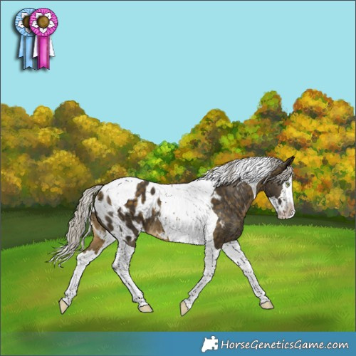 Horse Color:Silver Buckskin Splash Tobiano Appaloosa 