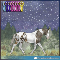 Horse Color:Silver Buckskin Splash Tobiano Appaloosa