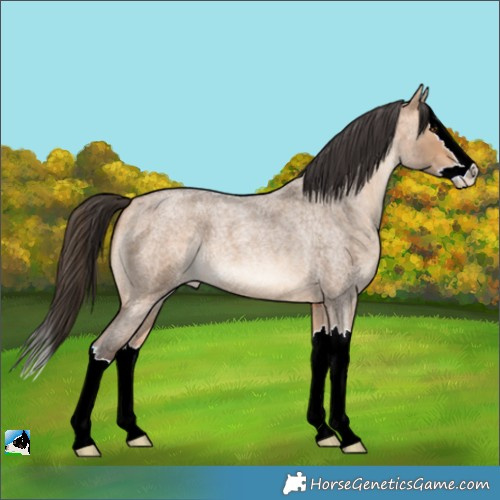 Horse Color:Bay Roan Dun Splash 