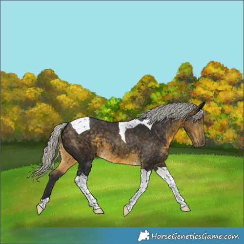 Horse Color:Silver Buckskin Tobiano 