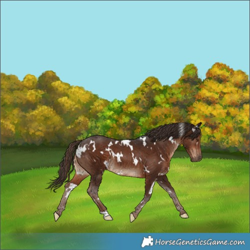 Horse Color:White Spotted Liver Chestnut Rabicano 