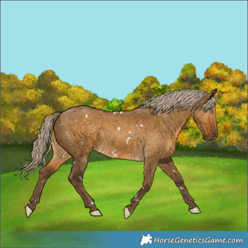 Horse Color:White Spotted Chocolate Palomino Dun Brindle 