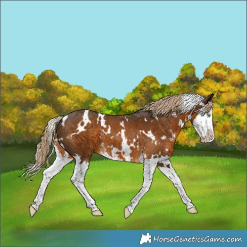 Horse Color:White Spotted Chocolate Palomino Splash 