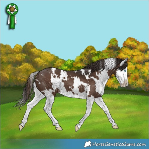 Horse Color:White Spotted Liver Chestnut Splash 