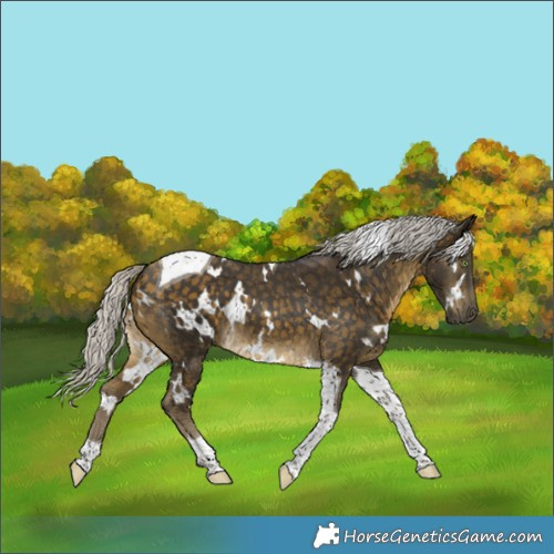 Horse Color:White Spotted Silver Buckskin Tobiano 