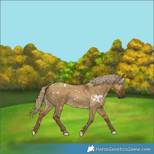 Horse Color:White Spotted Chocolate Palomino Dun Brindle