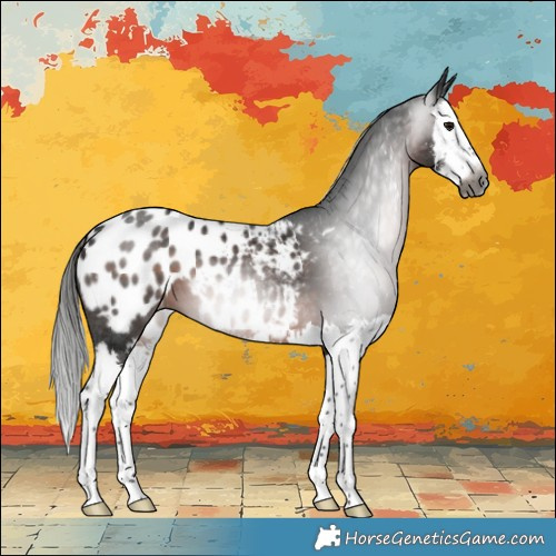 Horse Color:Gray Brown Sabino Splash Blanket 