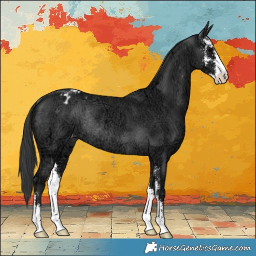 Horse Color:Black Ice Sabino Varnish Rabicano 