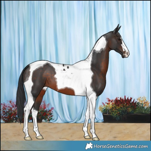 Horse Color:Brown Tobiano 