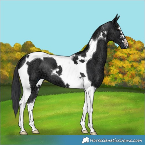 Horse Color:Black Ice Tobiano 