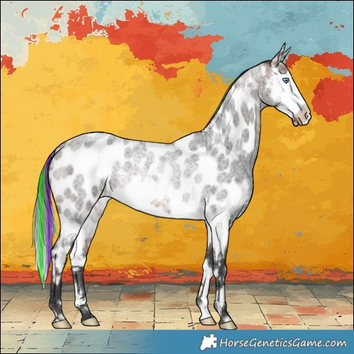 Horse Color:Painted Brown Roan Splash Near Leopard Rabicano 