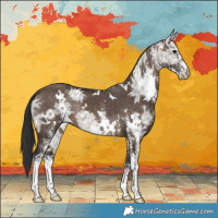 Horse Color:White Spotted Brown Ice Dun Rabicano 