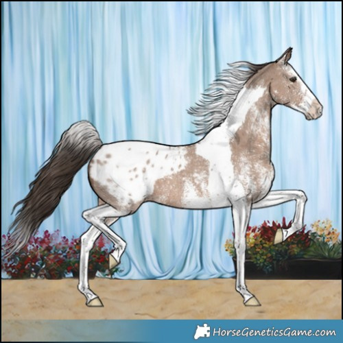 Horse Color:White Spotted Liver Red Dun Splash Tobiano Appaloosa 
