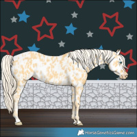 Horse Color:Gold Cream Champagne Appaloosa  and Gold Cream Champagne Appaloosa 