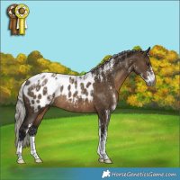 Horse Color:Powder White Gray Silver Brown Dun Appaloosa Rabicano Brindle 