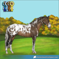 Horse Color:Powder White Gray Silver Brown Dun Appaloosa Rabicano Brindle 