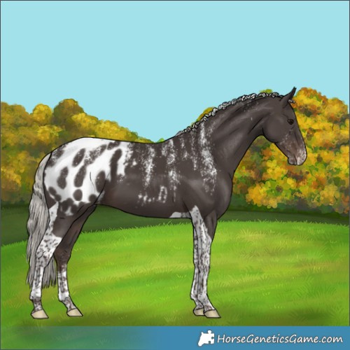 Horse Color:Powder White Silver Black Tobiano Appaloosa 