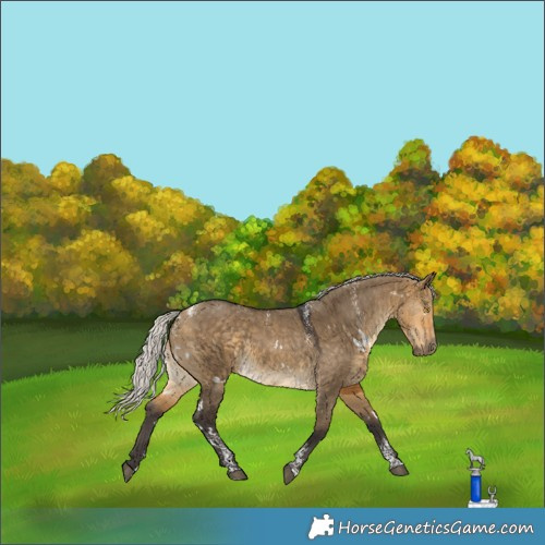 Horse Color:Powder White White Spotted Silver Buckskin Dun 