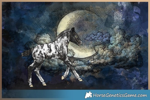 Horse Color:Powder White Silver Smoky Black Appaloosa and Powder White Gray White Spotted Black Appaloosa