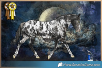 Horse Color:Powder White Silver Smoky Black Appaloosa  and Powder White Gray White Spotted Black Appaloosa 