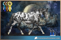 Horse Color:Powder White Silver Smoky Black Appaloosa  and Powder White Gray White Spotted Black Appaloosa 
